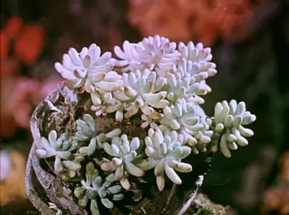 Sapovnela/Song About a Flower(1959)tt0171717,Otar Iosseliani