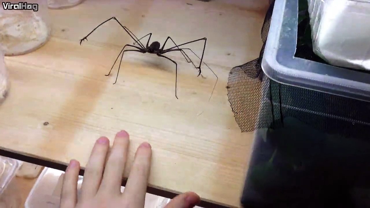 Amarica whip Spider Bites the Hand.