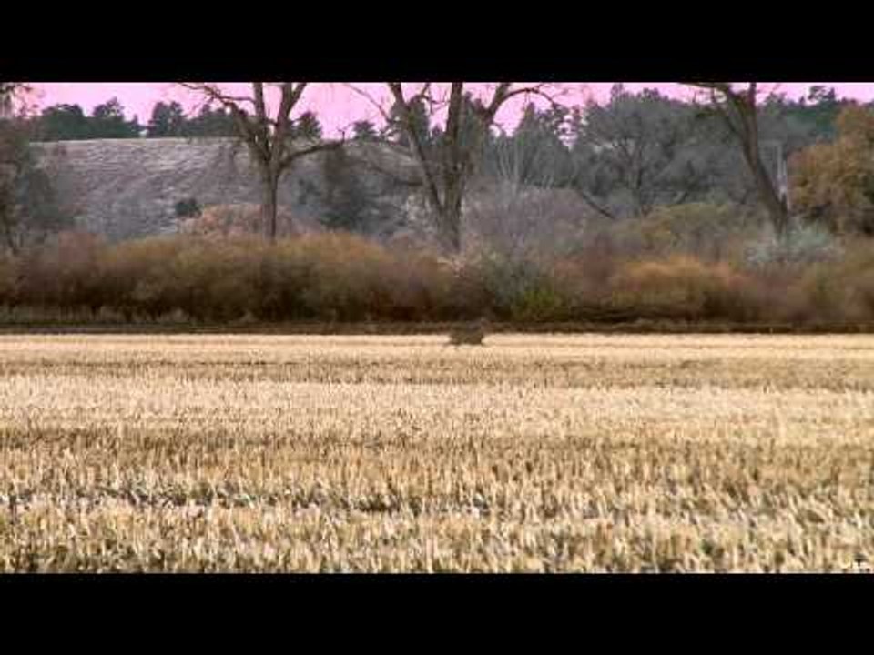 Extreme Outer Limits TV Montana Elk and Deer with Cottonwood