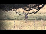 Cabela's Ultimate Adventures - South Texas Whitetail