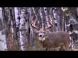 Canadian Whitetail Television - A Giant Life Part 2