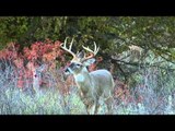 Major League Bowhunter - Shared Information