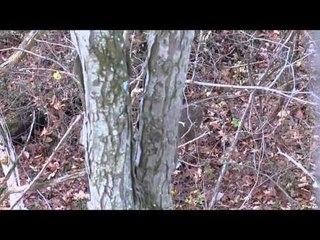 Adrenaline Junkies  - Imposter, Goofy and Sleds