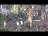 Dead Down Wind's Live the Wild Life - Wyoming Black Bear
