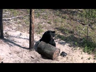 A-Way Outdoors  - Northern Bruins Part 2