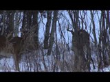 Canadian Whitetail Television - Plan B