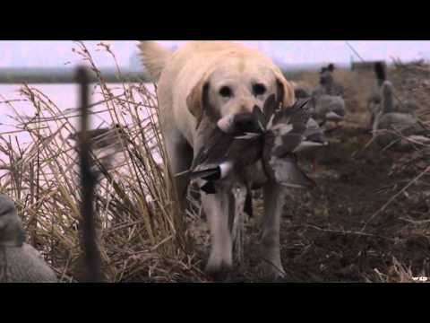 Sportsman 360 TV - Hog Hunt / Duck Hunt