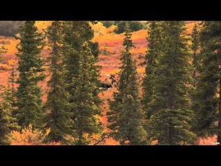 The Zone - Alaska Moose Part 2