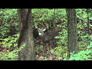 Excalibur's Huntin' the Backwoods - Deer Domination
