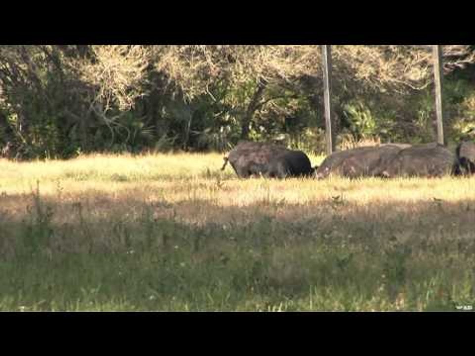 A-Way Outdoors  - Seminole Hogs