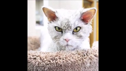 Самый суровый кот в мире