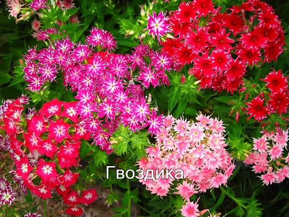 Из этих цветов можно составить миксбордеры