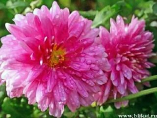 Королева осени - хризантема