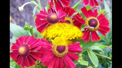 Многолетние цветы для клумбы. Названия + фото