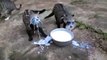 Des bébés animaux en galère pour boire du lait dans la gamelle