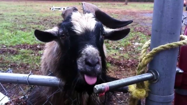 Odd pets make the best pets. - Hilarious pet compilation