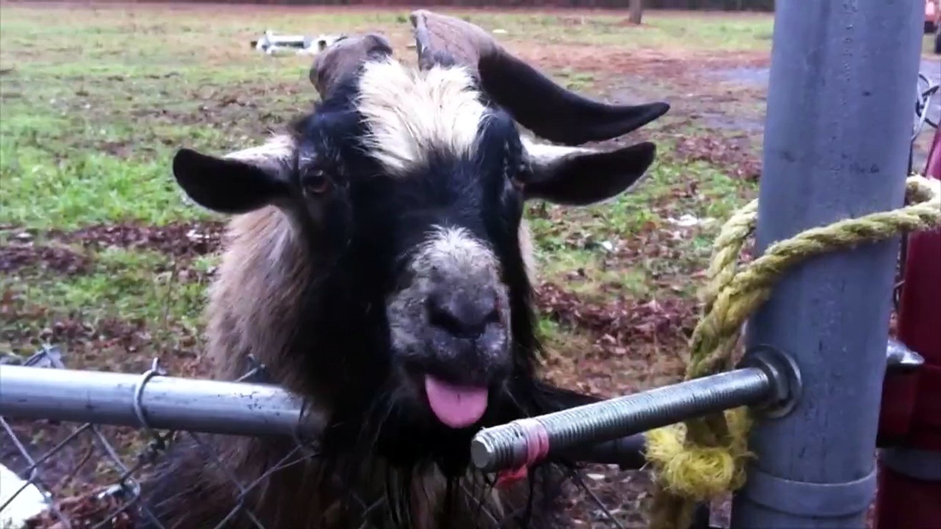 ⁣Odd pets make the best pets. - Hilarious pet compilation