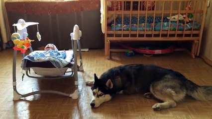 Ce husky sait comment consoler un bébé qui pleure