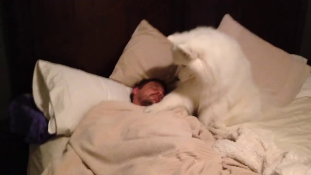 Cute dog Wakes Dad UP - Adorable