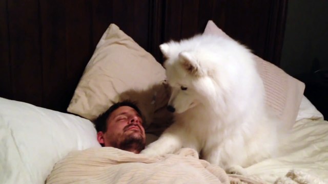 Le meilleur des réveils : un chien adorable