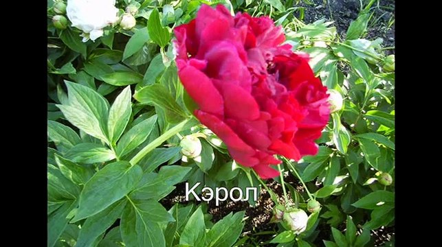 Многолетники в саду ПИОНЫ Названия и фото