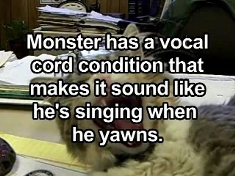Chat chanteur