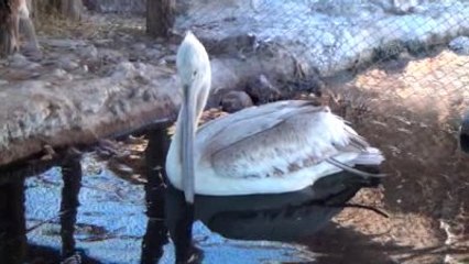 Yaralı Pelikan Tedavi Altına Alındı
