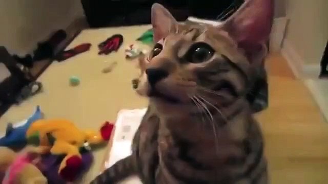 Это просто Ржака ! Супер Кот ! Прикол