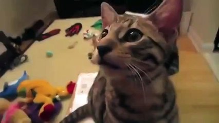 Это просто Ржака ! Супер Кот ! Прикол