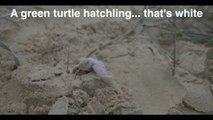 Footage - Rare and Beautiful Albino turtle found on Australia beach