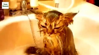 Cats and Dogs Just Dont Want to Bath 2016 NEW HD