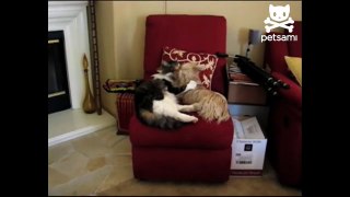 Cat and dog make out