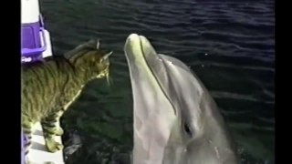 Cat Befriends A Dolphin