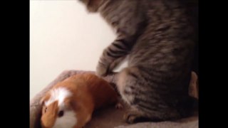 Cat Can't Get Guinea Pig out of Bed