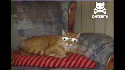 Cat chills out with tanning goggles on