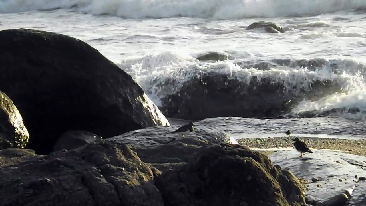 les zoziaux de la plage Lavadores