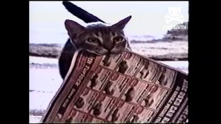 Cat delivers the mail to his owner