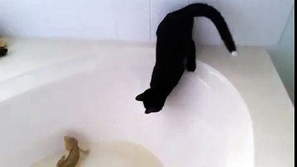 Cat immediately regrets this decision