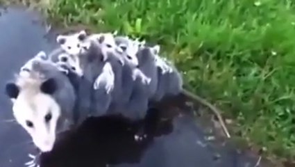 Opossum taxi