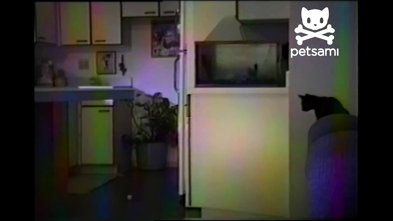 Cat gets a better look at his dinner