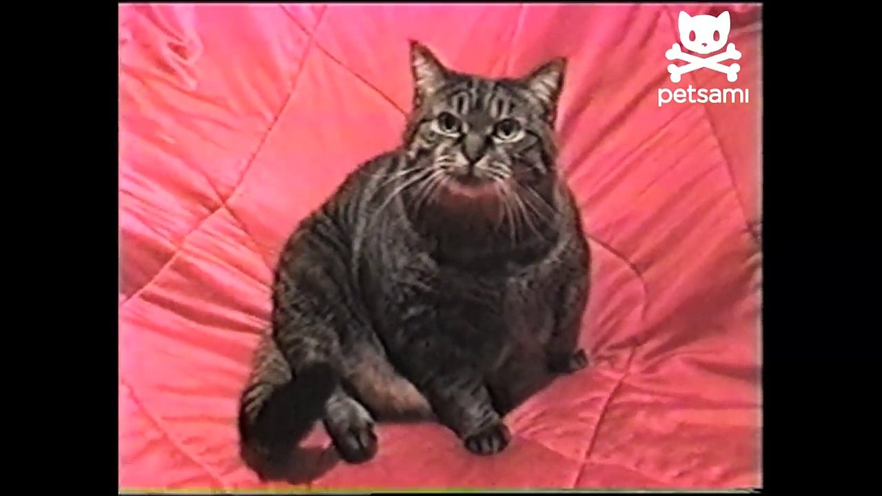 Cat gets attacked by camera shark