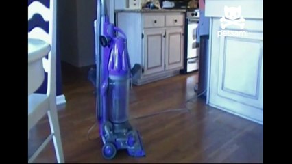 Cat gets spooked by vacuum cleaner