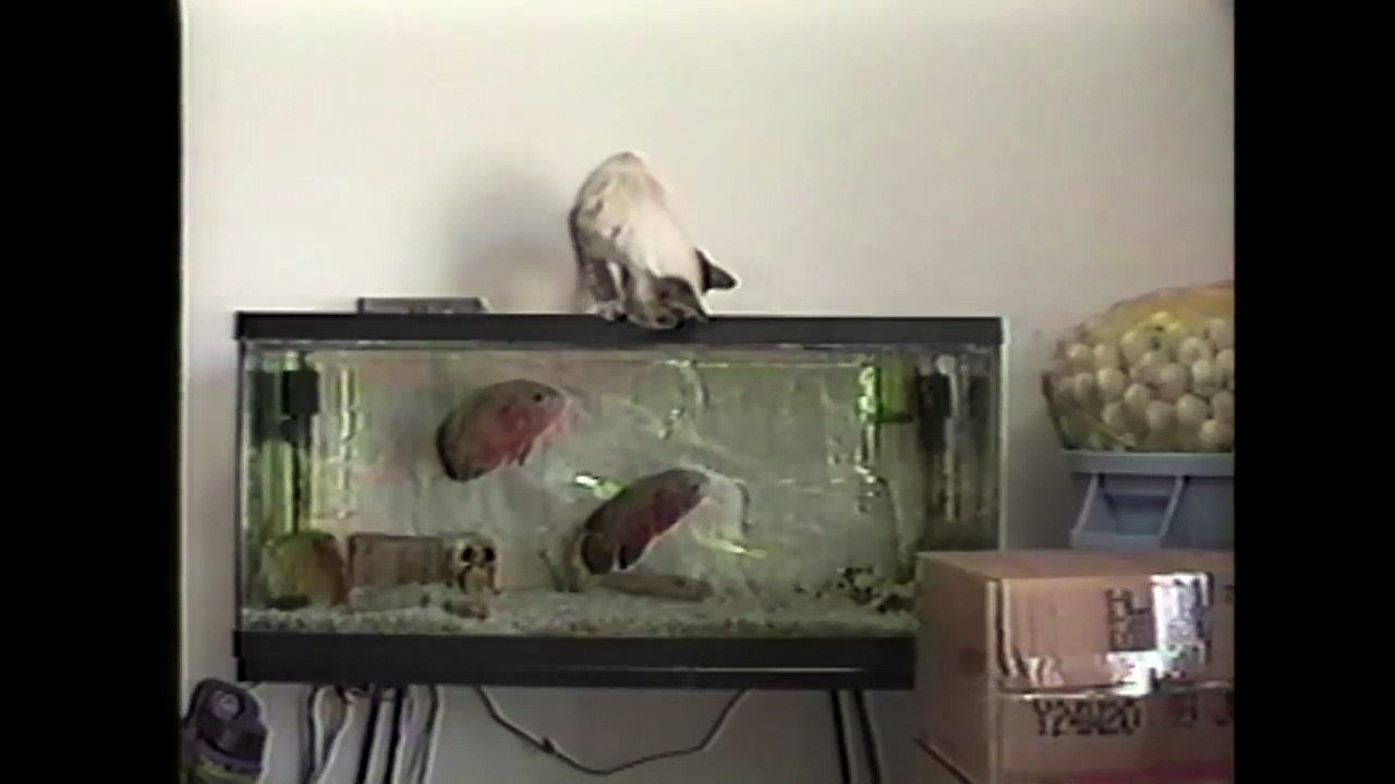 Cat Gets What He Deserves