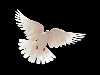 Güvercin Ülkesi Masalı