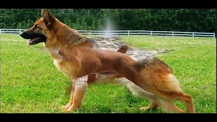 World Top 10 Most Dangerous Dog Breeds