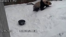 Karın Keyfini Doyasıya Çıkaran Muzur Panda