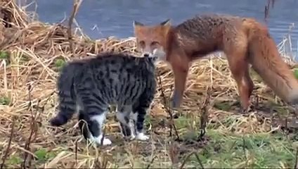 Kedi ile Tilki Karşı Karşıya Gelirse..