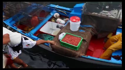 Child Playing with Giant STINGRAYS