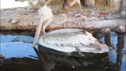 Burdur Yaralı Pelikana Tedavi