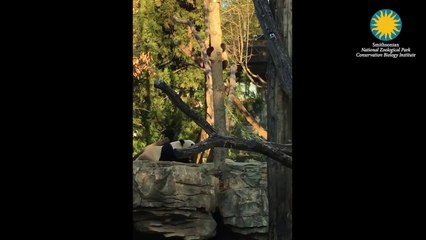 Une maman panda apprend à son bébé à grimper sur un arbre